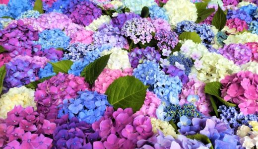 ６月の行事予定