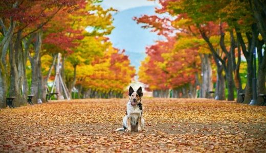 １１月の行事予定