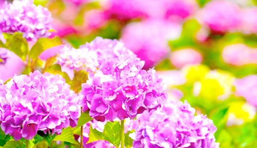 ６月の行事予定