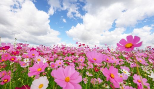 ９月の行事予定